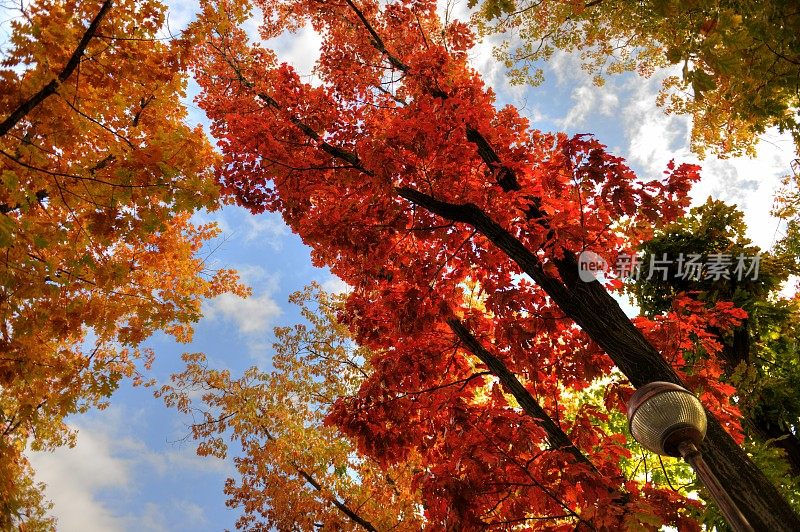 生动的秋天的树- HDR图像